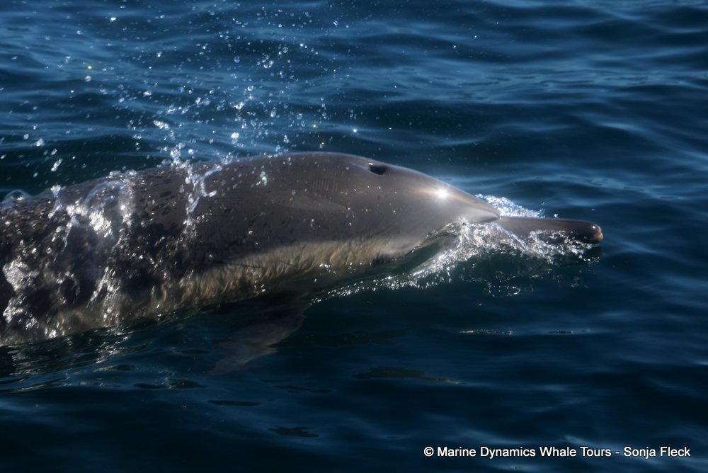common dolphin, whale watching, gansbaai, south africa