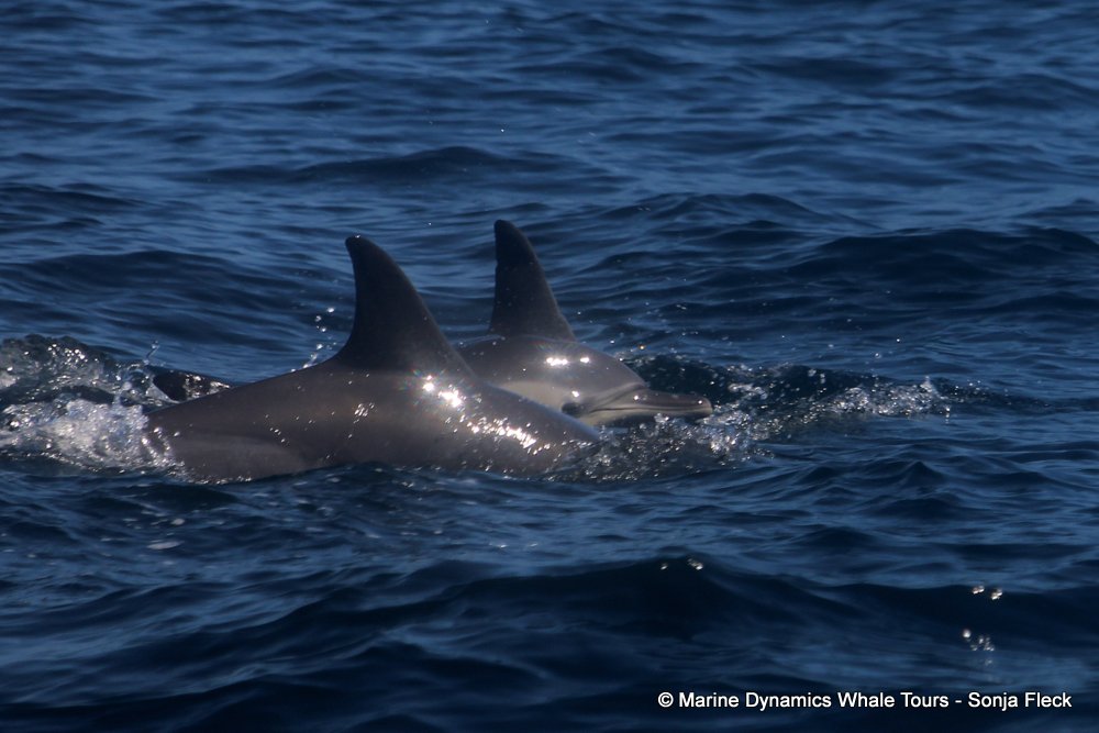 common dolphin, whale watching, gansbaai, south africa