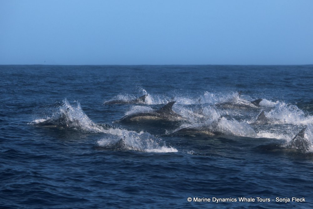 common dolphin, whale watching, gansbaai, south africa