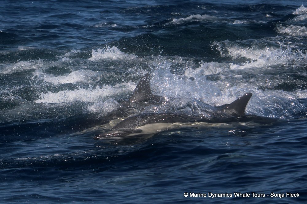 common dolphin, whale watching, gansbaai, south africa