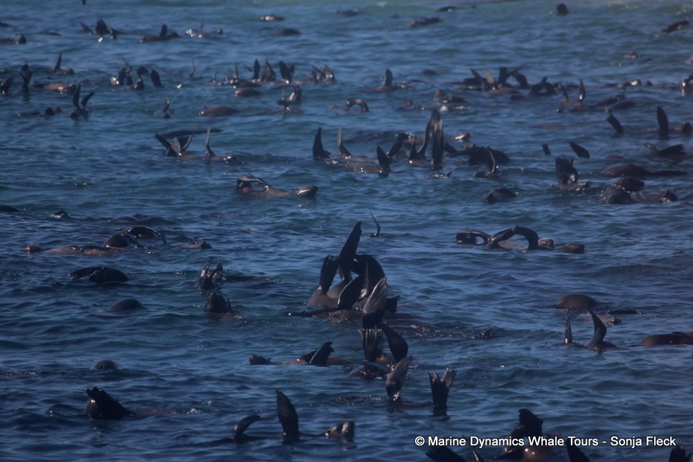 cape fur seal, whale watching, gansbaai, south africa