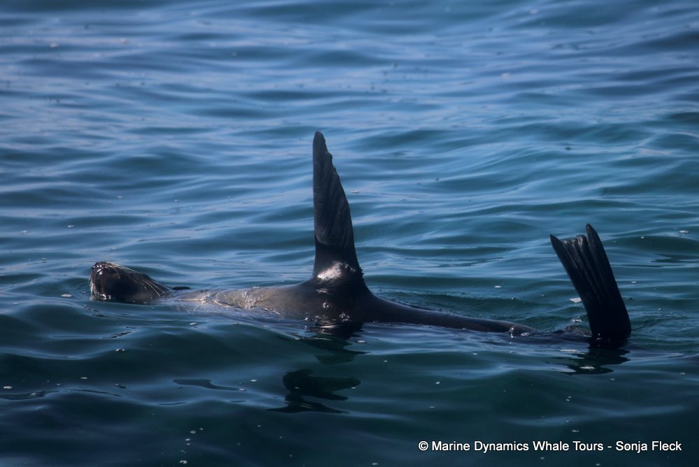 cape fur seal, whale watching, gansbaai, south africa