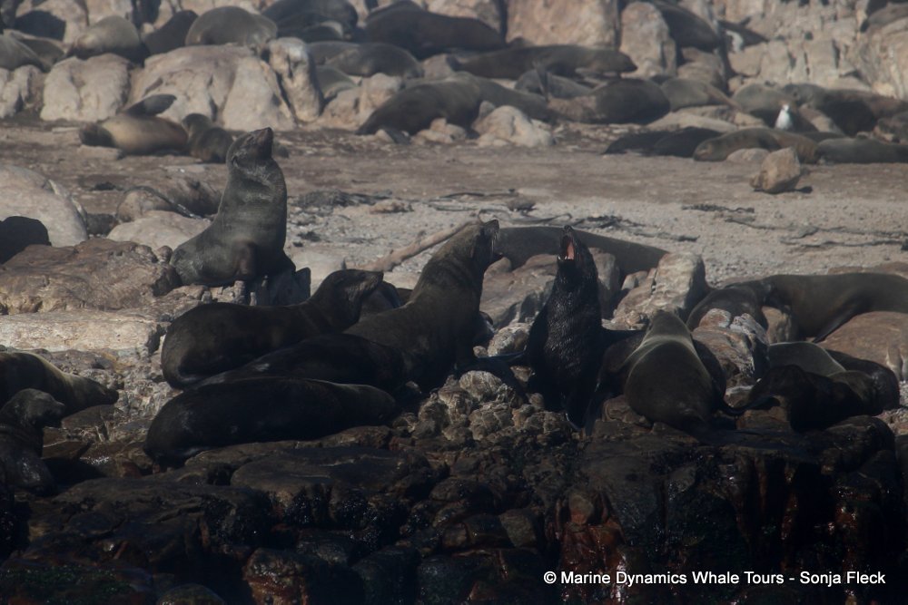 cape fur seal, whale watching, gansbaai, south africa