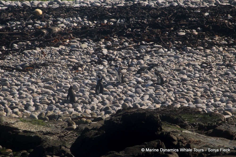 african penguin, whale watching, gansbaai, south africa