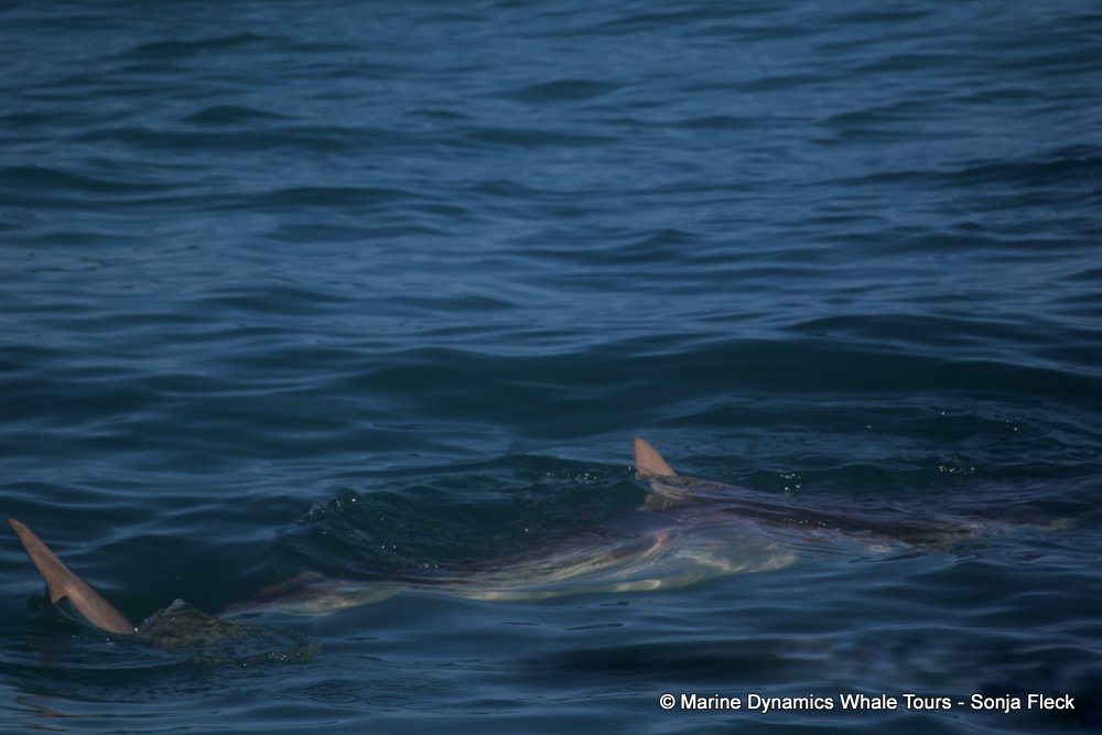 bronze whaler shark, whale watching, gansbaai, south africa,
