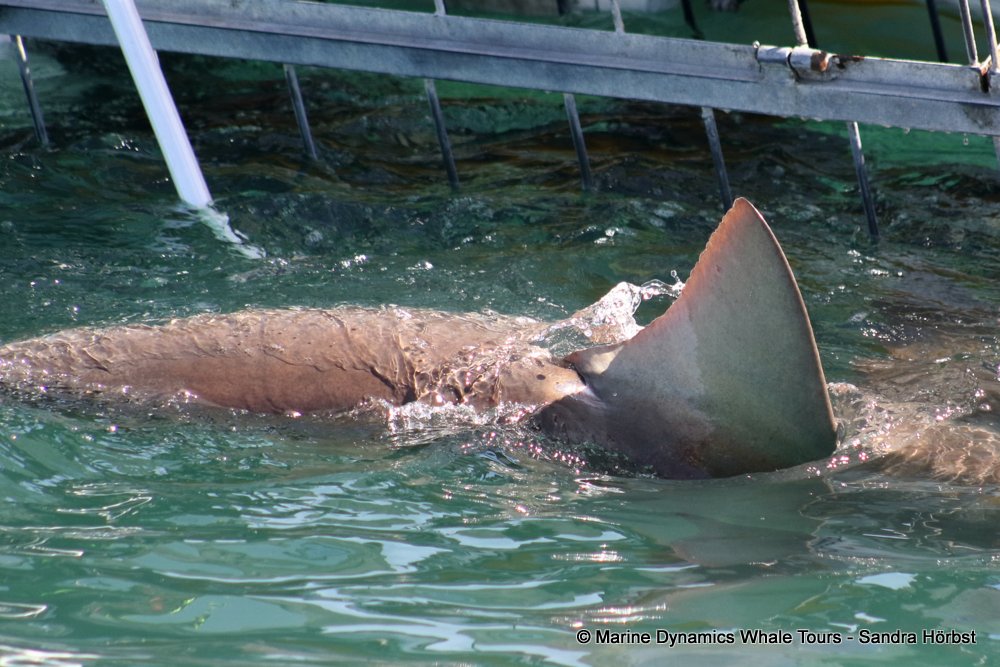 bronze whaler shark, whale watching, gansbaai, south africa,