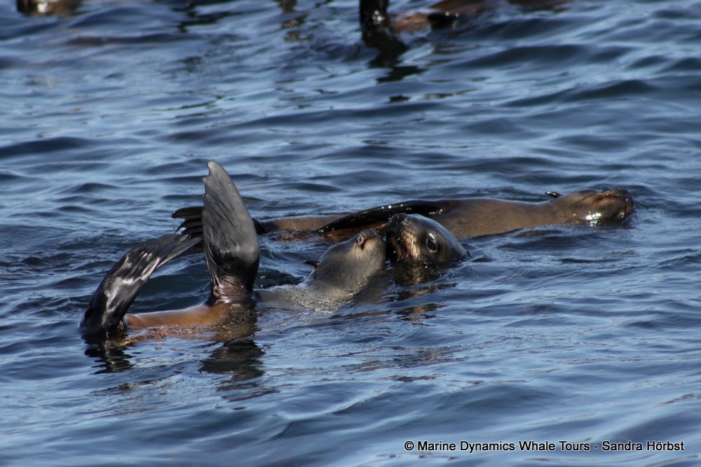 cape fur seal, whale watching, gansbaai, south africa
