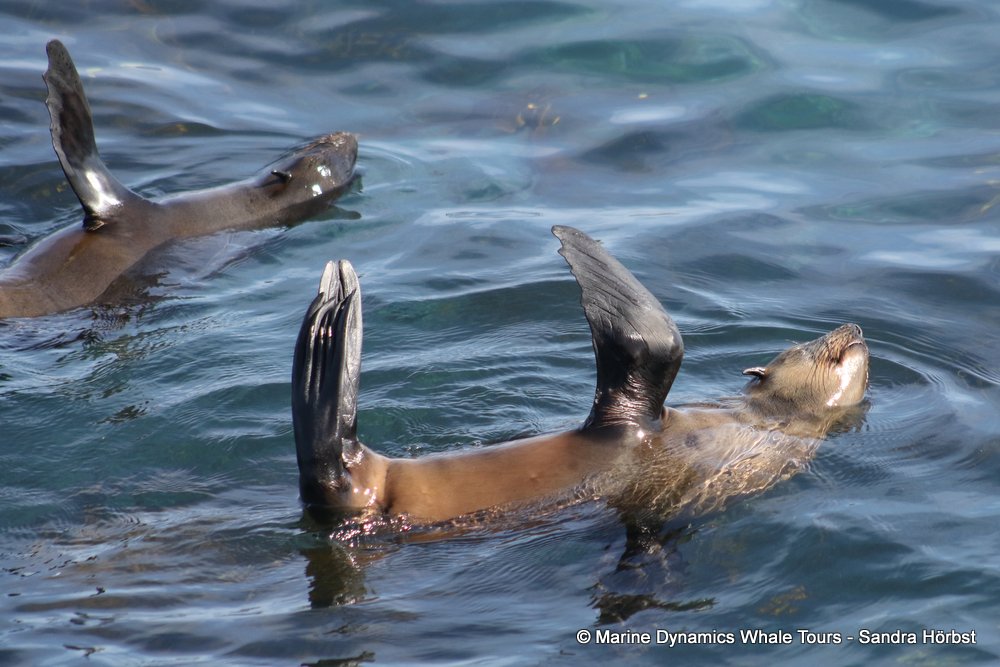 cape fur seal, whale watching, gansbaai, south africa
