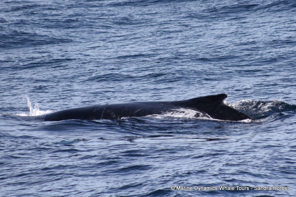 humpback whale, whale watching, gansbaai, south africa