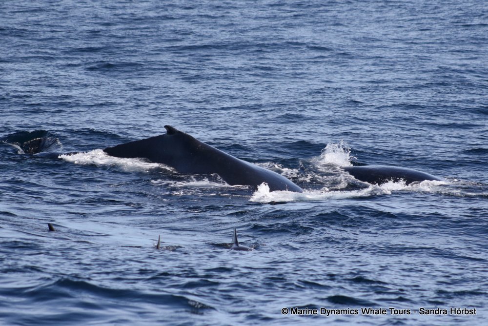 humpback whale, whale watching, gansbaai, south africa