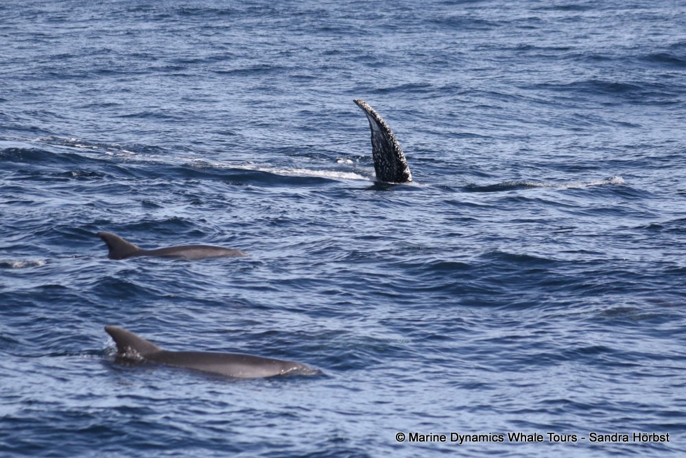 humpback whale, whale watching, gansbaai, south africa