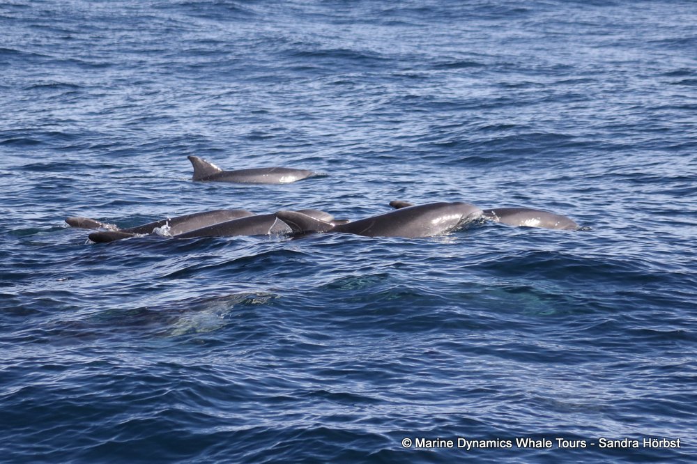 bottlenose dolphin Whale watching, South Africa, Gansbaai,