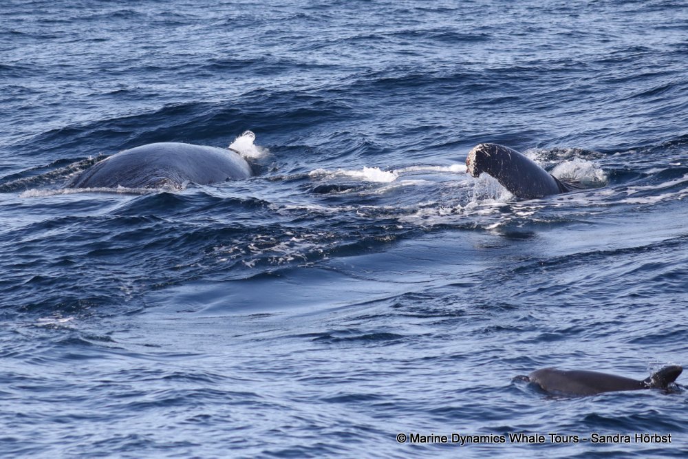 humpback whale, whale watching, gansbaai, south africa