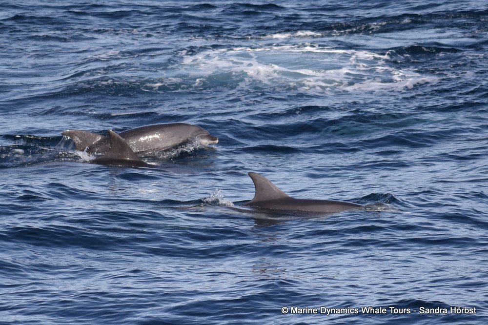 bottlenose dolphin Whale watching, South Africa, Gansbaai,