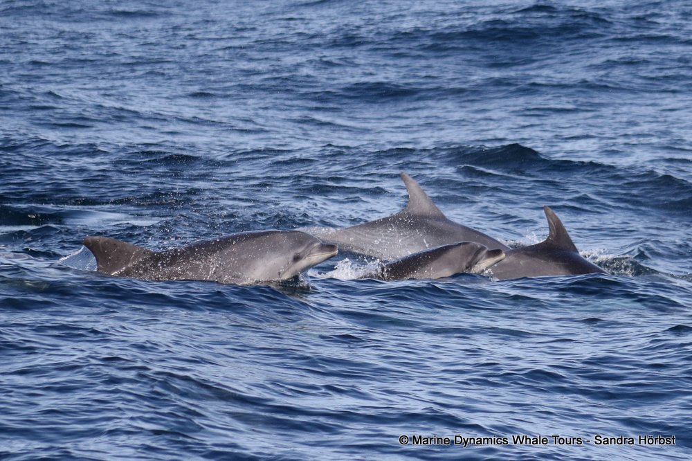 bottlenose dolphin Whale watching, South Africa, Gansbaai,