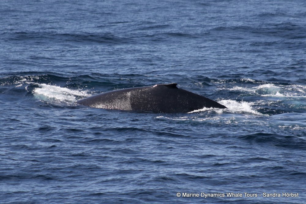 humpback whale, whale watching, gansbaai, south africa