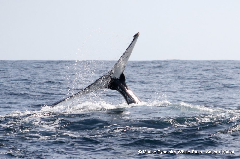 humpback whale, whale watching, gansbaai, south africa