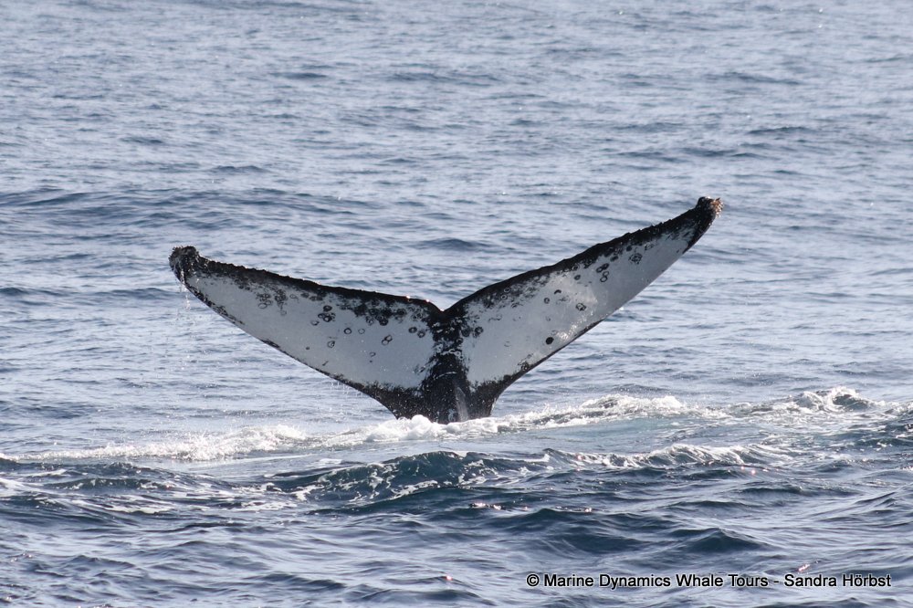 humpback whale, whale watching, gansbaai, south africa