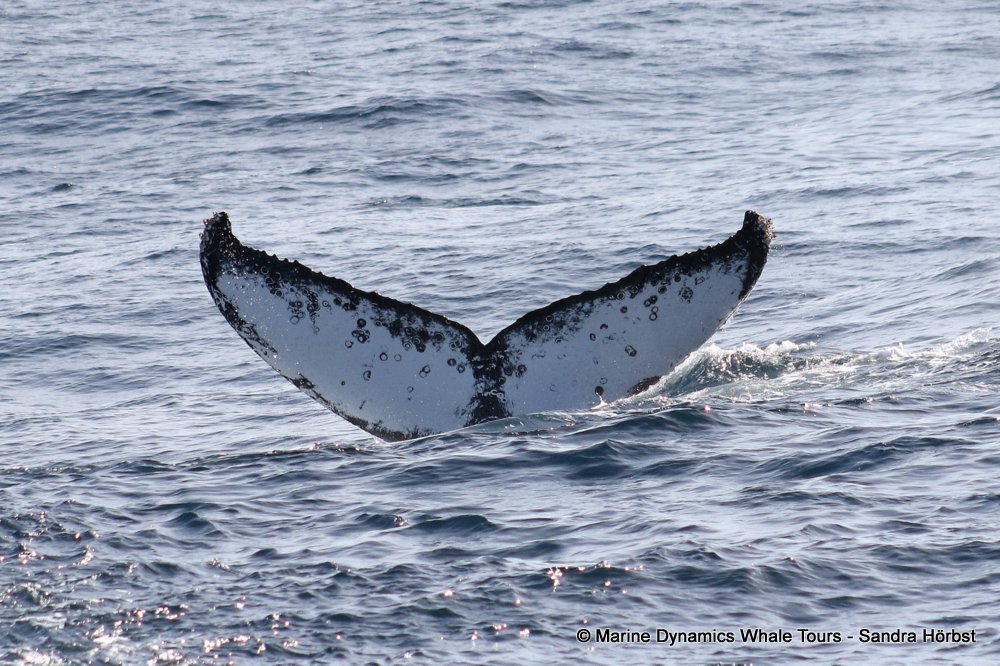 humpback whale, whale watching, gansbaai, south africa