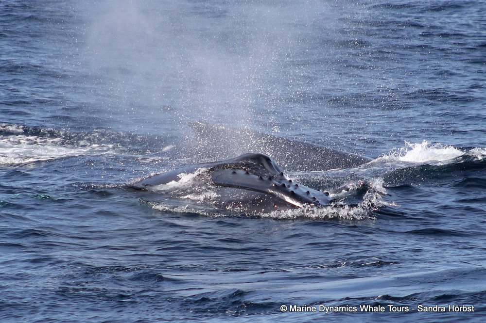 humpback whale, whale watching, gansbaai, south africa