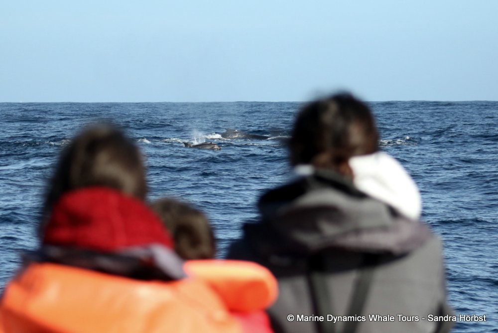 bottlenose dolphin Whale watching, South Africa, Gansbaai,