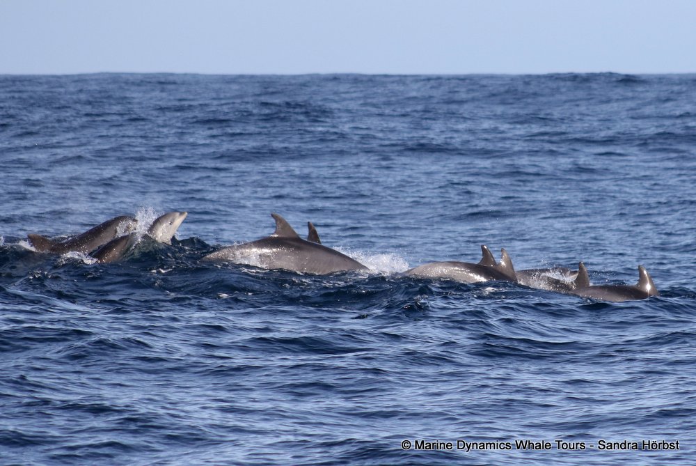 bottlenose dolphin Whale watching, South Africa, Gansbaai,
