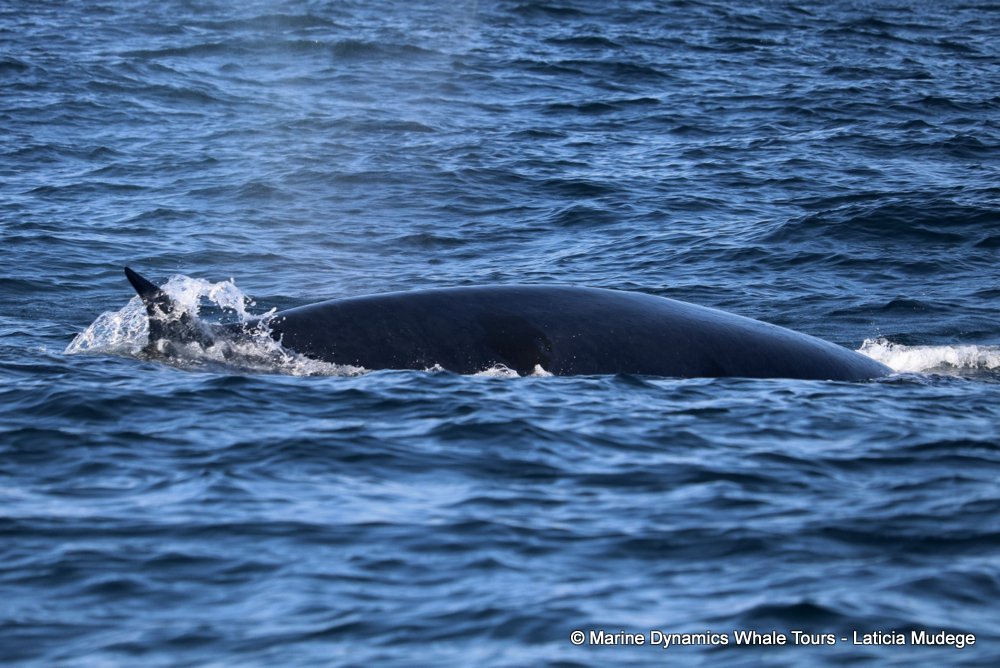 bryde's whale, whale watching, gansbaai, south africa,
