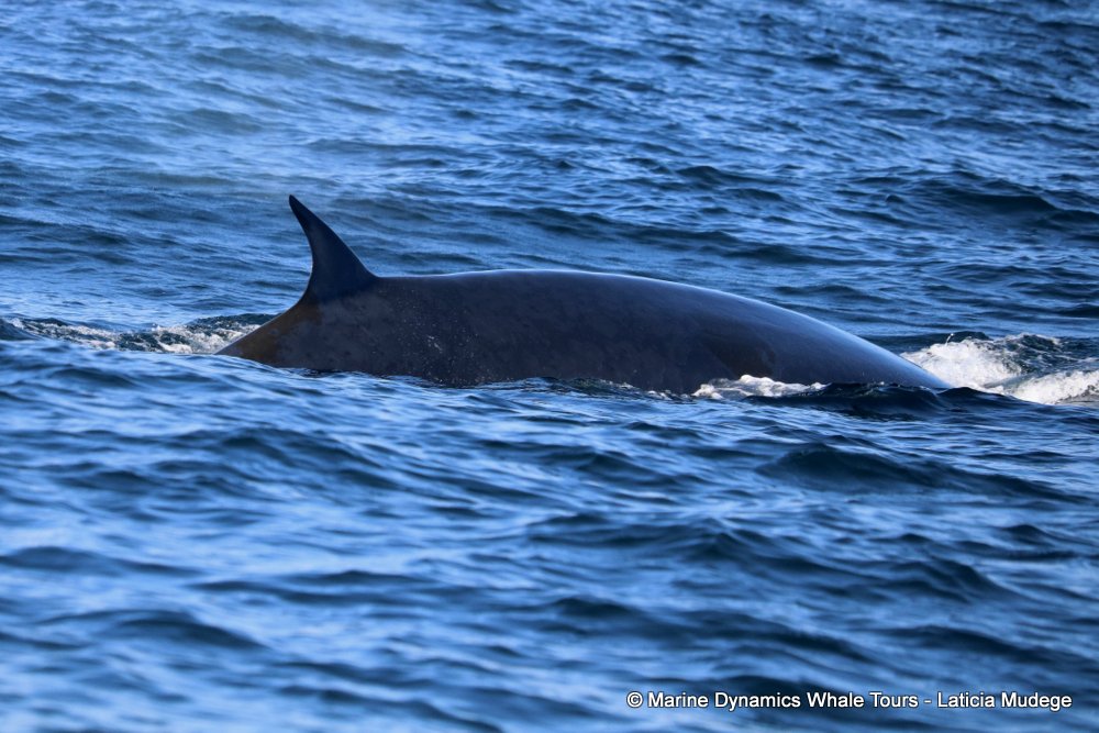 bryde's whale, whale watching, gansbaai, south africa,