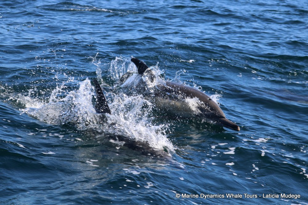 common dolphin, whale watching, gansbaai, south africa