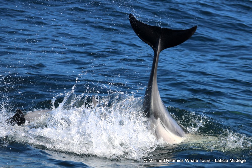 common dolphin, whale watching, gansbaai, south africa