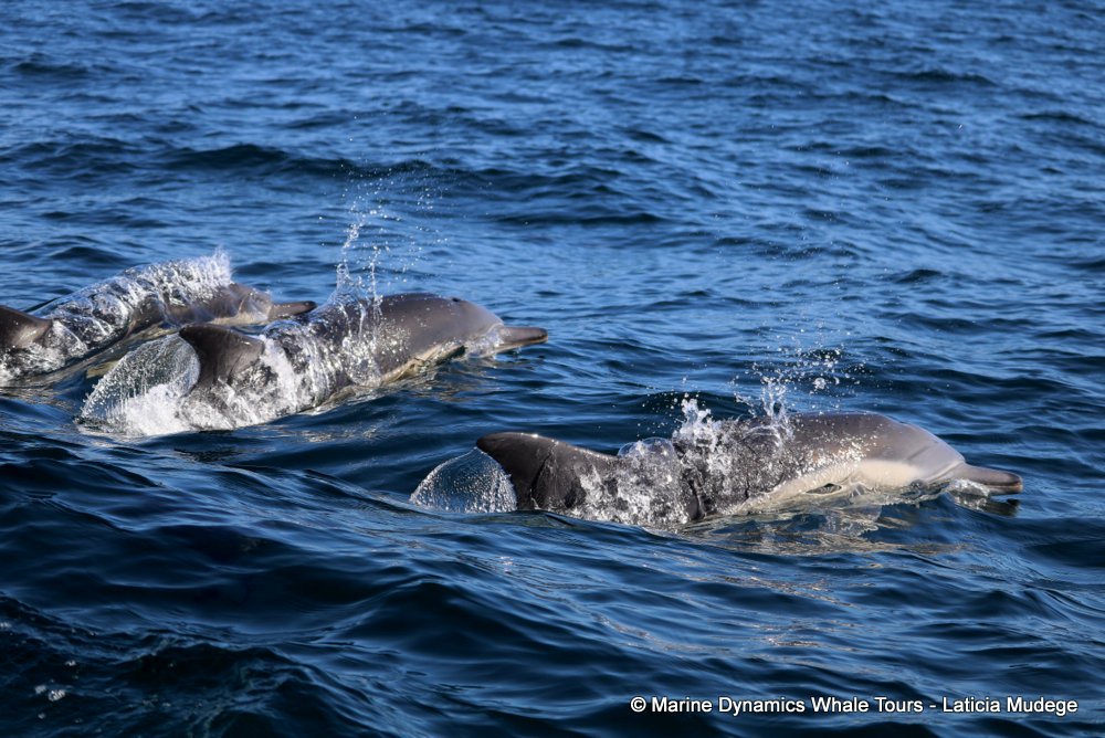 common dolphin, whale watching, gansbaai, south africa