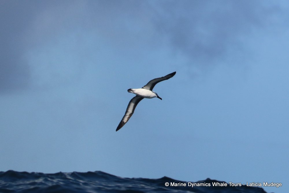 albatross, whale watching, gansbaai, south africa