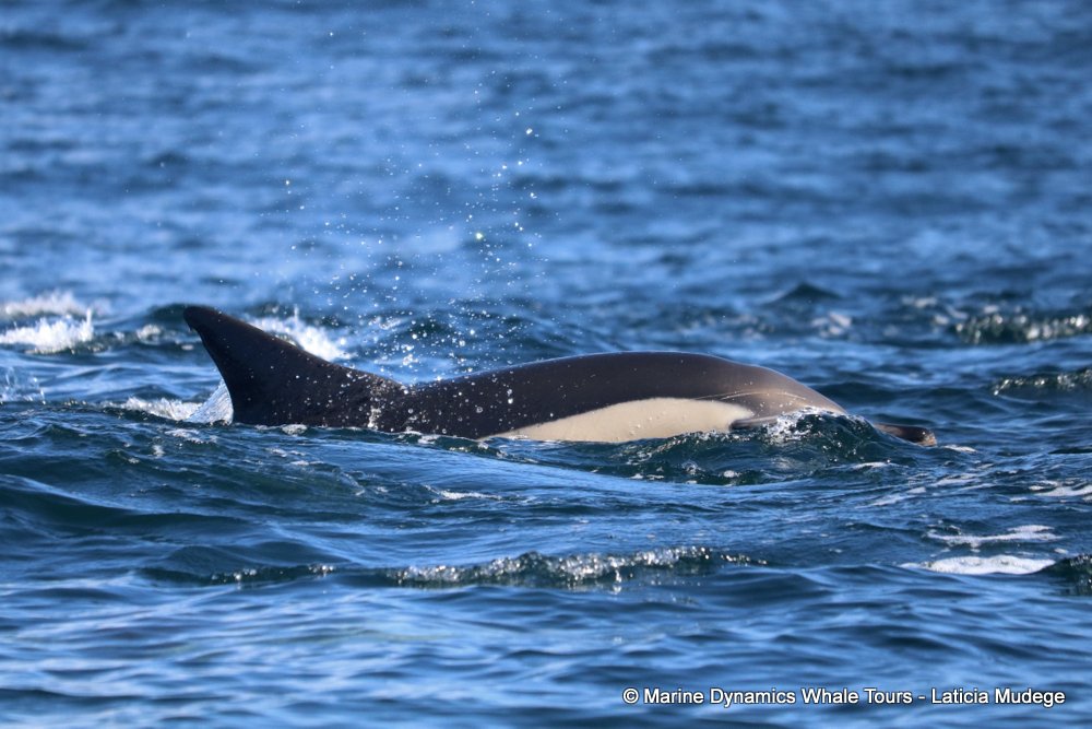 common dolphin, whale watching, gansbaai, south africa