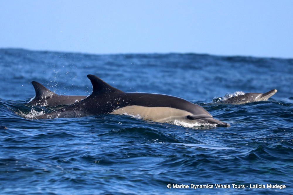 common dolphin, whale watching, gansbaai, south africa