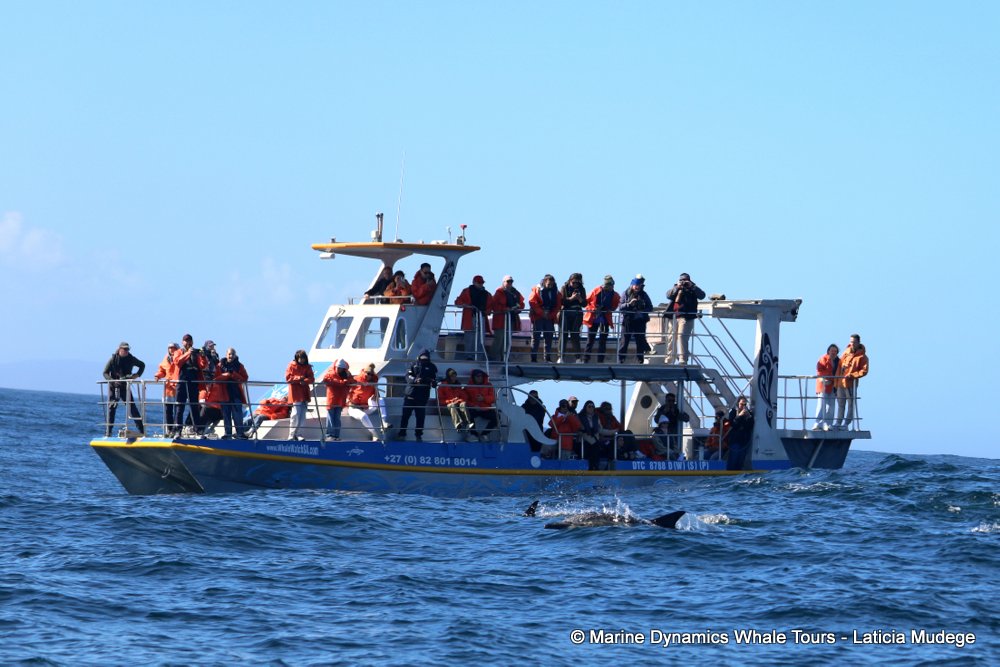 whale watching, gansbaai, south africa, cape fur seal in water