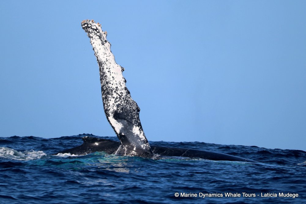 humpback whale, whale watching, gansbaai, south africa