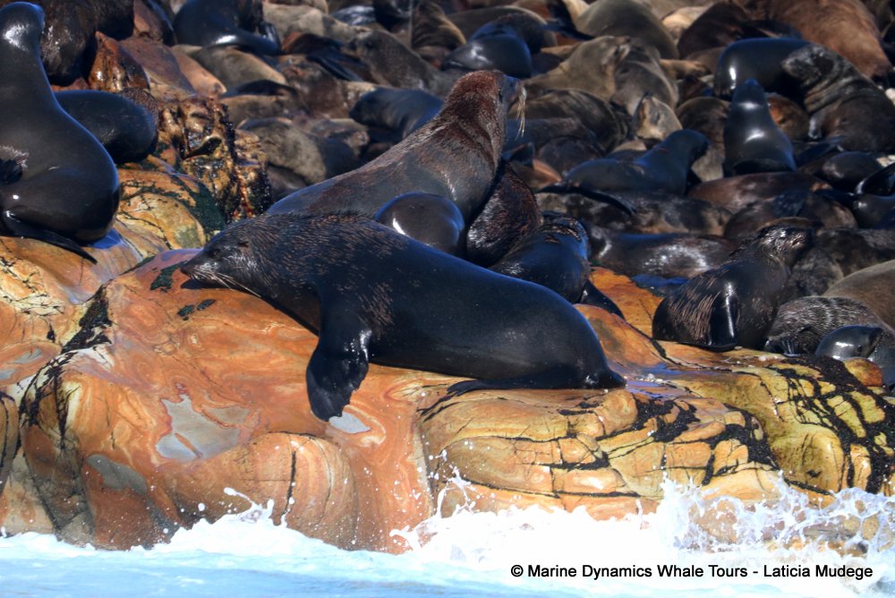 cape fur seal, whale watching, gansbaai, south africa