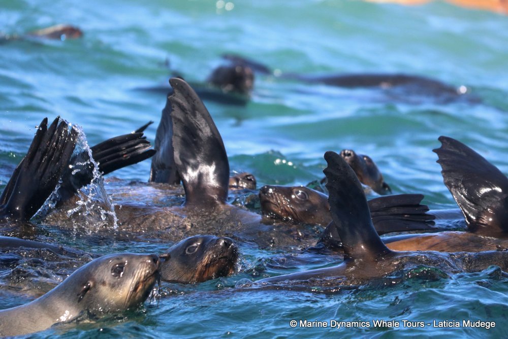 cape fur seal, whale watching, gansbaai, south africa