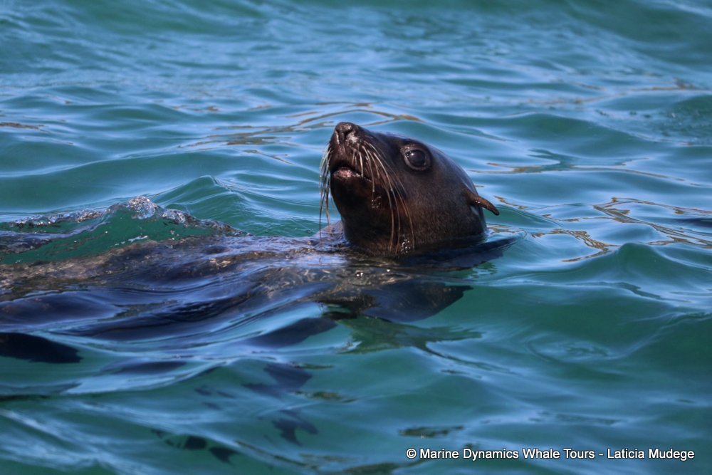 cape fur seal, whale watching, gansbaai, south africa