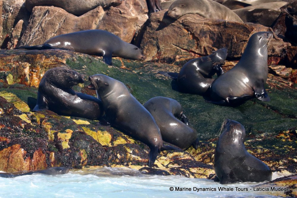 cape fur seal, whale watching, gansbaai, south africa