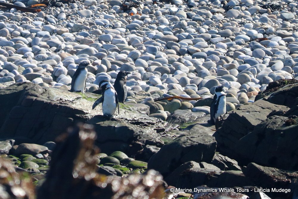 african penguin, whale watching, gansbaai, south africa