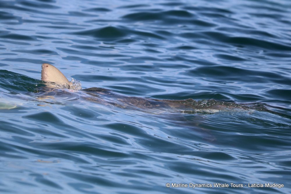 bronze whaler shark, whale watching, gansbaai, south africa,