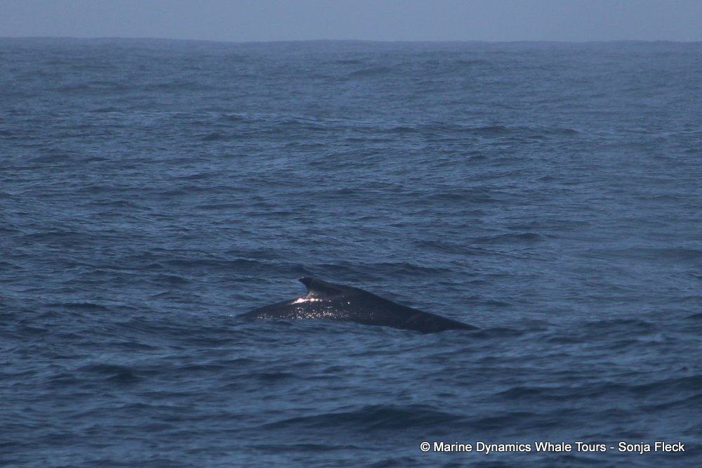 humpback whale, whale watching, gansbaai, south africa