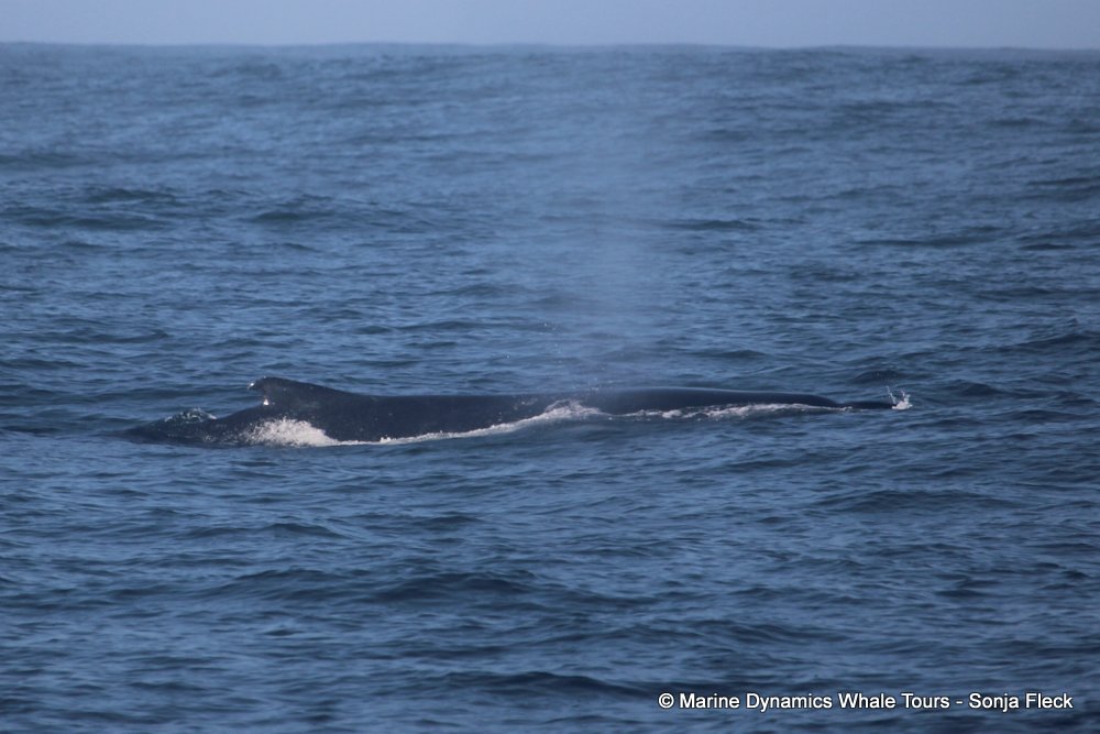 humpback whale, whale watching, gansbaai, south africa