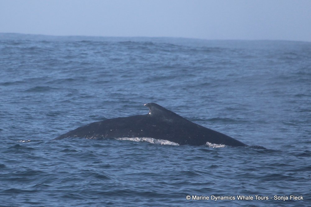 humpback whale, whale watching, gansbaai, south africa