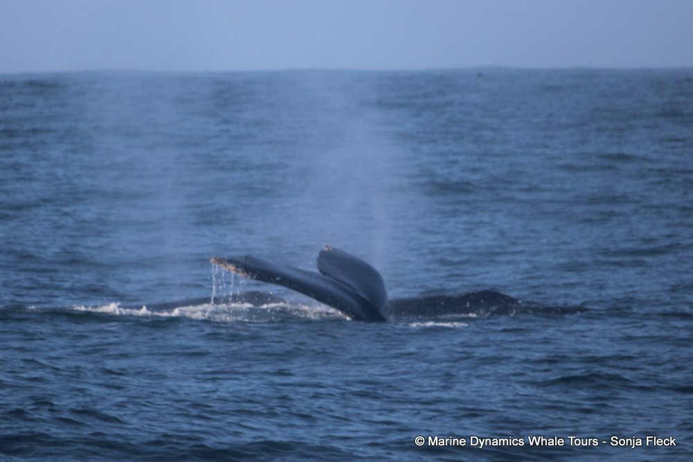 humpback whale, whale watching, gansbaai, south africa