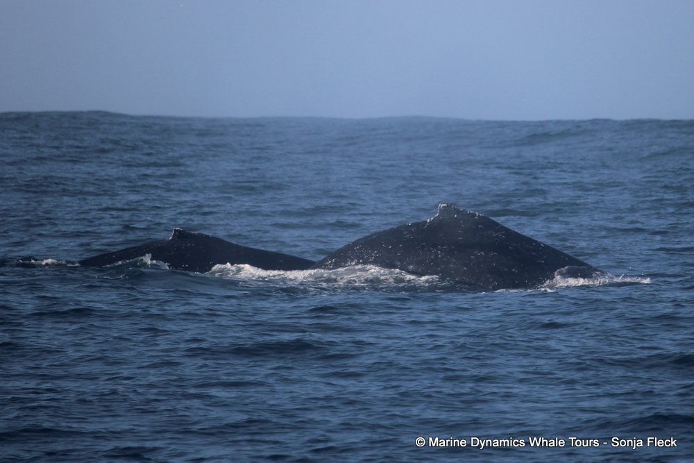 humpback whale, whale watching, gansbaai, south africa