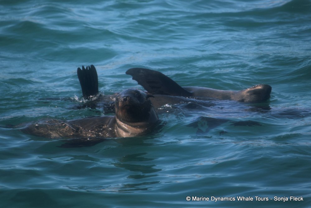 cape fur seal, whale watching, gansbaai, south africa