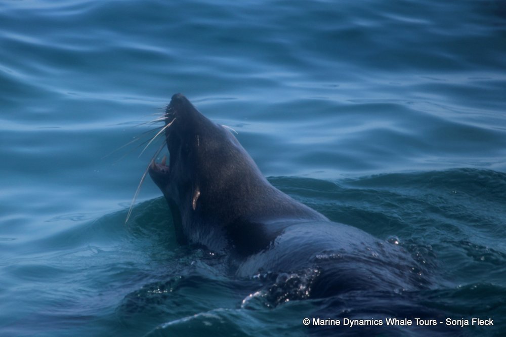 cape fur seal, whale watching, gansbaai, south africa