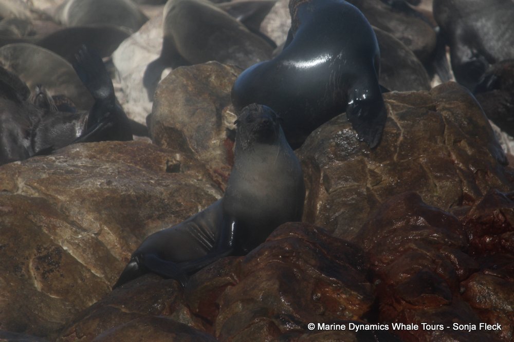 cape fur seal, whale watching, gansbaai, south africa